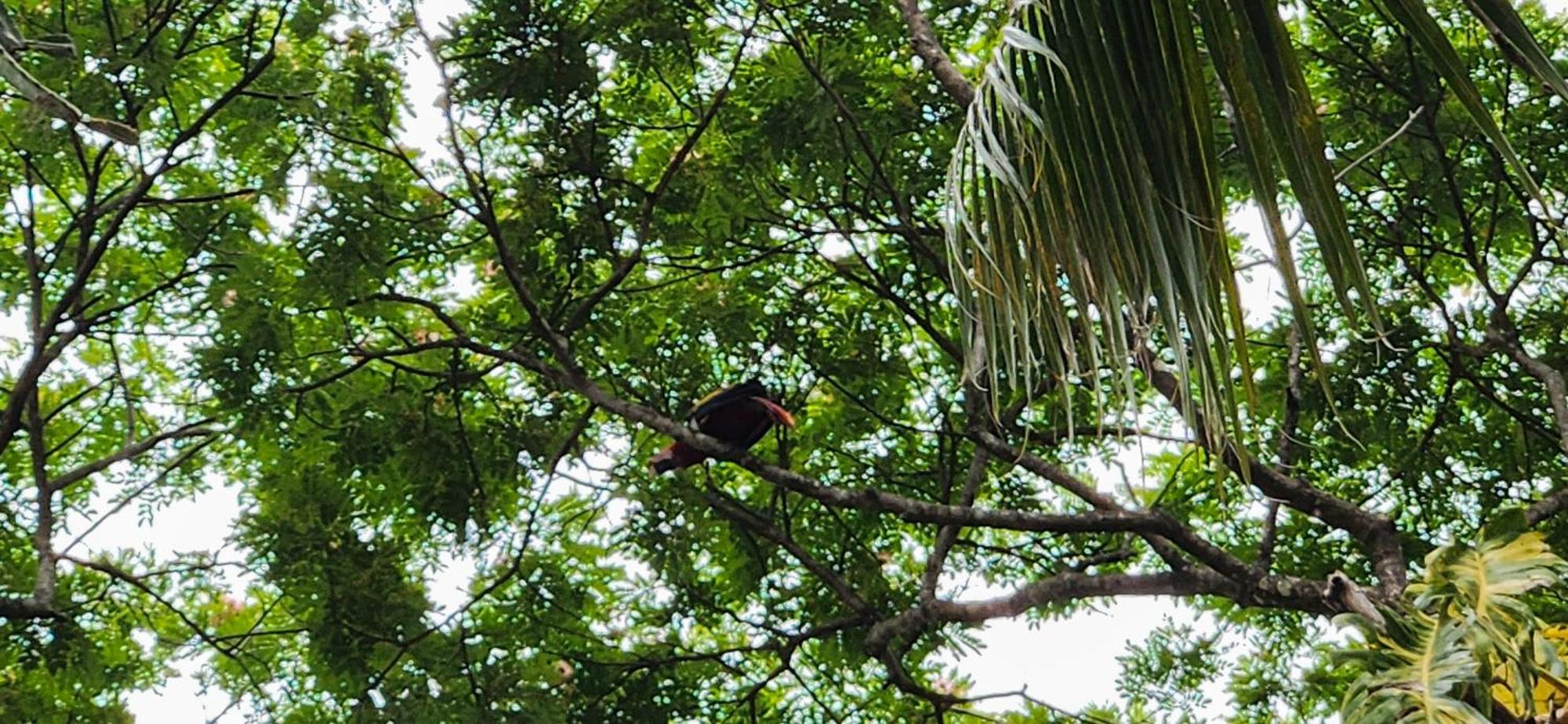 Appartement Macaw Paradise Jacó
