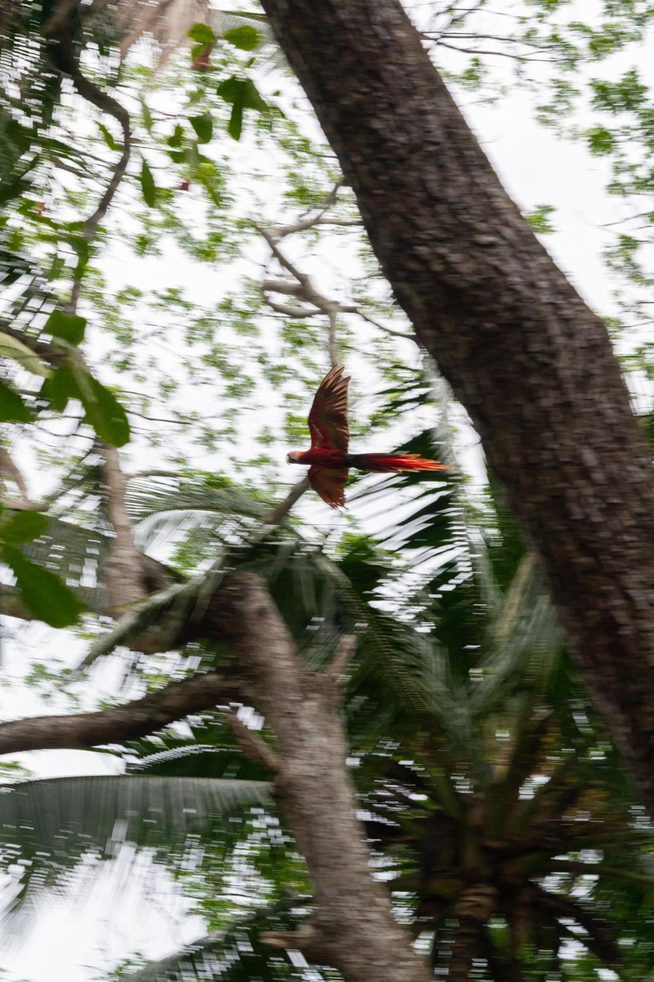 Macaw Paradise Appartement