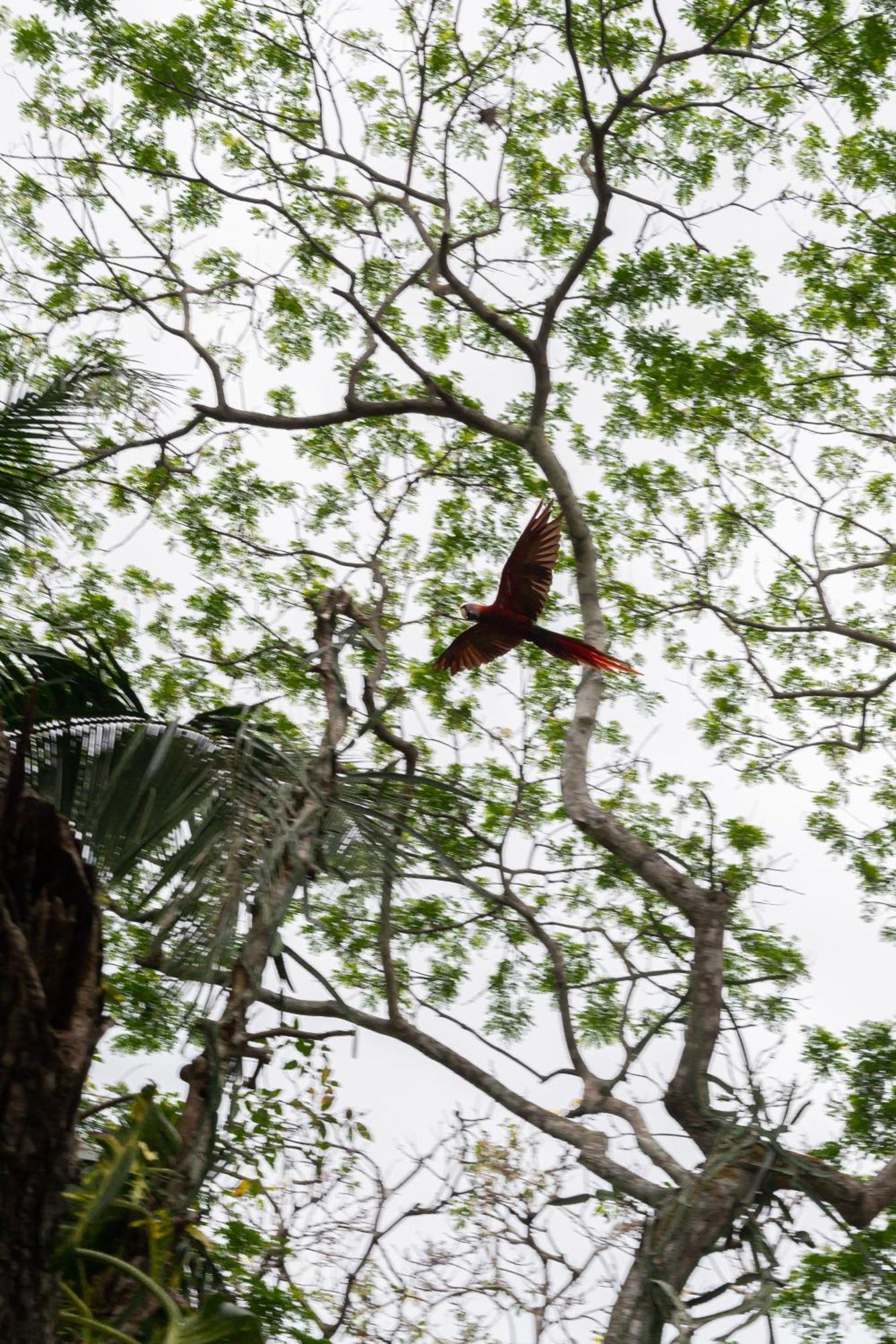 Appartement Macaw Paradise *